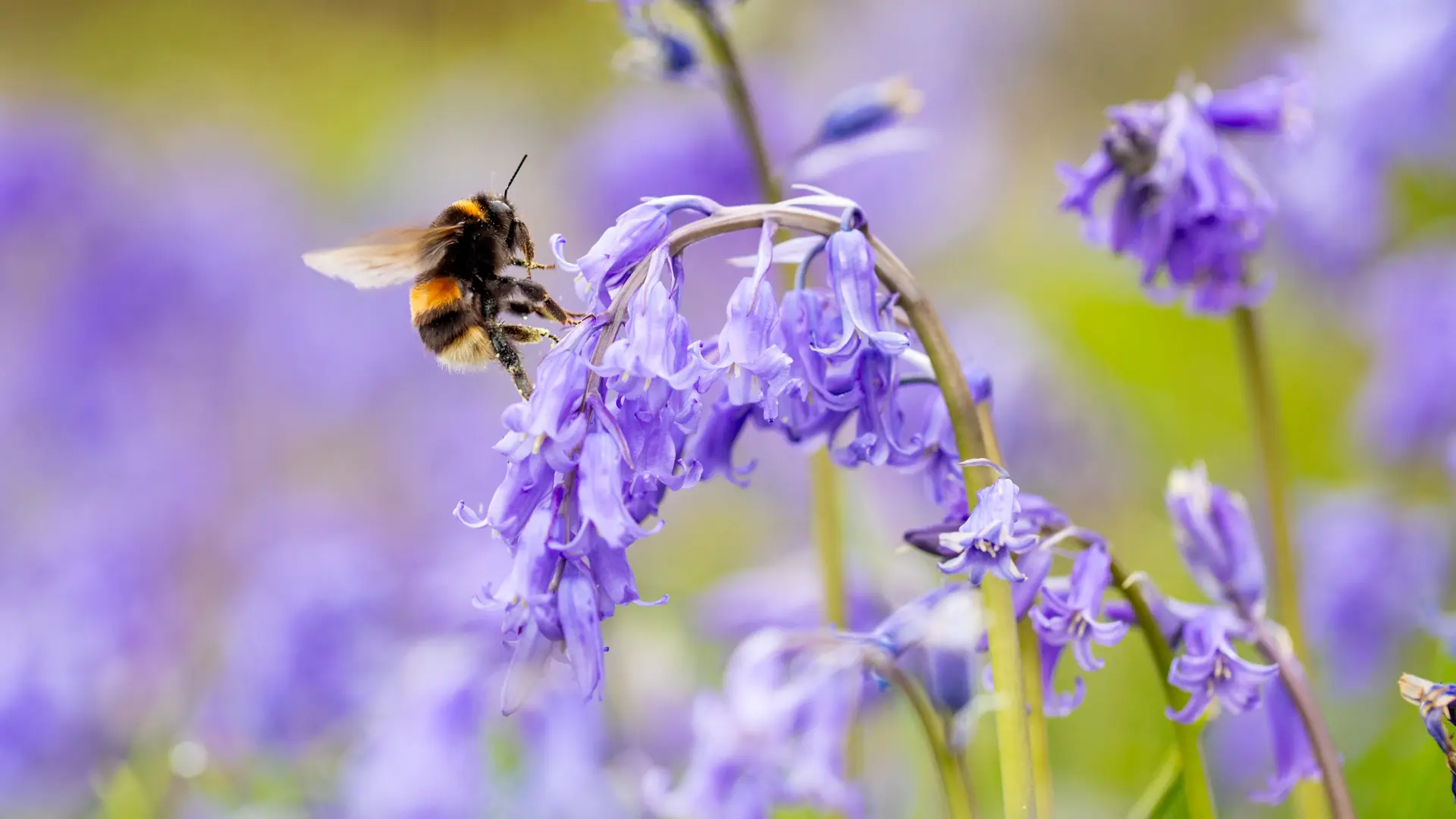 A buff-tailed bumblebee hovering over bluebells